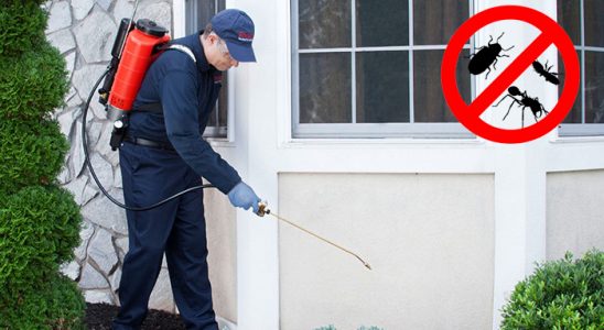 Bozkurt Fare İlaçlama böcek ilaçlama ve haşere kontrolü — ilaclama-tr.com